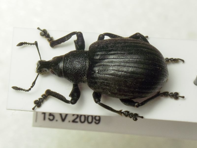 Liophloeus gibbus Boheman, 1842